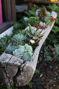 a bench with succulents and other plants in it