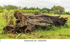 an old tree stump lying in the grass