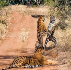 two tigers playing with each other on a dirt road