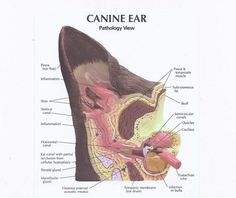 an image of a diagram of the human ear