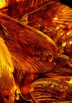 close up view of yellow leaves with water droplets