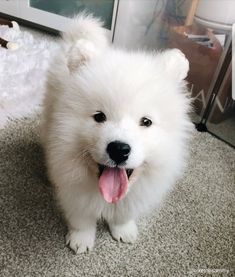 a small white dog standing on top of a carpet