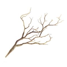 a bare tree branch against a white background