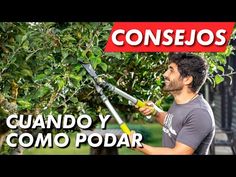 a man holding an apple in his hand while standing next to a tree with the words consejos written on it