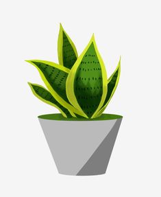 a potted plant with green leaves is shown on a white background and has long shadow