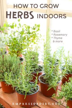 several potted plants sitting on top of a window sill with text overlay that reads how to grow herbs indoors basil rosemary & thyme 8 more