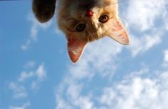 a cat sticking its tongue out while hanging upside down on a clothes line with blue sky and clouds in the background