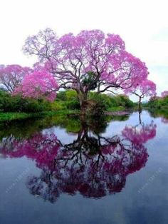 a tree with pink flowers is reflected in the water