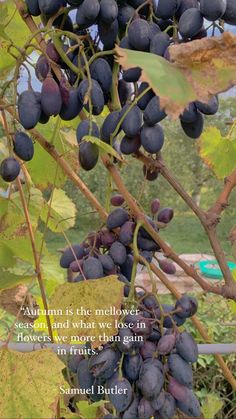 a bunch of grapes hanging from a tree with a quote about autumn in the background