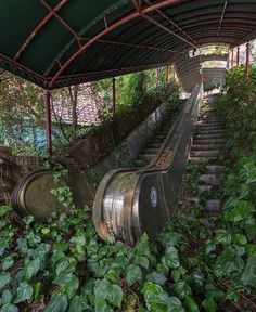 an abandoned set of escalators in the middle of some bushes and plants on either side of them