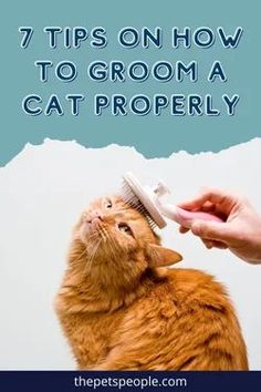 a cat getting its hair brushed by a person with the words 7 tips on how to groom a cat properly