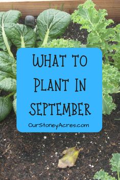 what to plant in the garden with text overlay that reads, what to plant in september