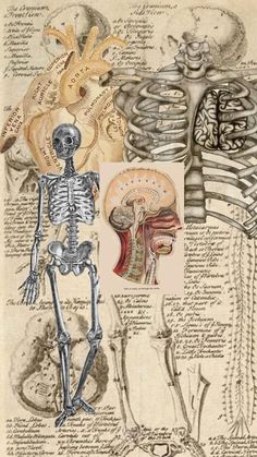 the human body and its structures are depicted in this drawing, which depicts different types of skeletal