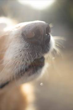 a close up view of a dog's nose