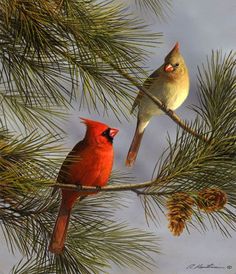 two red birds perched on top of a pine tree