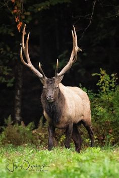 an elk standing in the grass with large horns on it's head and antlers