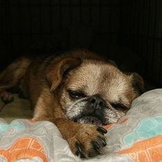 a small brown dog laying on top of a bed