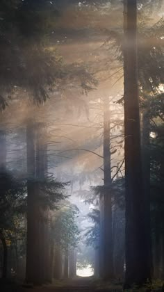 the sun shines through the foggy trees on a path in the woods,