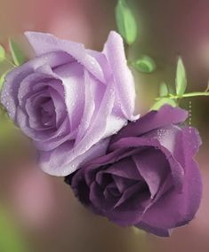 two purple roses with water droplets on them are in front of a blurry background