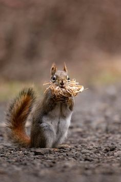 a squirrel is eating some food on the ground