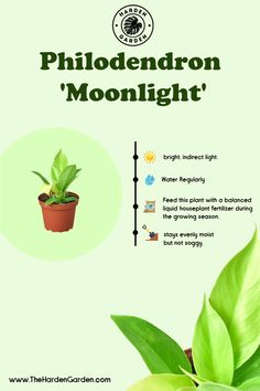 a plant with green leaves on it and the words, phlodendron moonlight