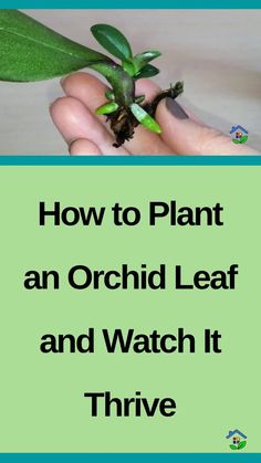 a hand holding a plant with the words how to plant an orchid leaf and watch it thru