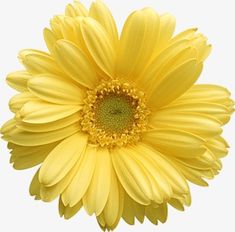 a large yellow flower on a white background