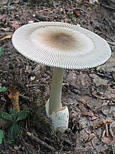 a white mushroom sitting on the ground