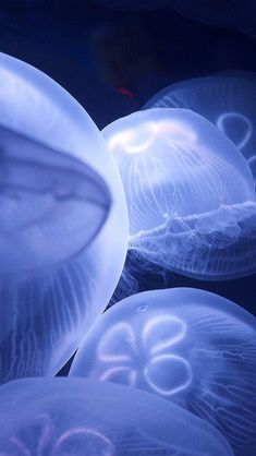 several jellyfish swimming in the ocean together