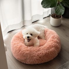 a white dog sitting in a pink pet bed on the floor next to a potted plant