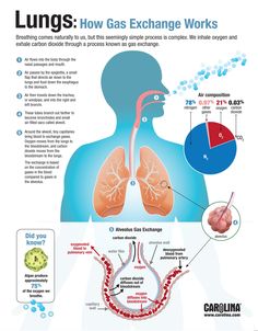 the lungs and how gas exchange works in this info poster, it shows an image of lung