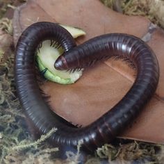 a worm eating an apple in the shape of a heart