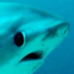 a close up view of a shark's face in the blue water with its mouth open