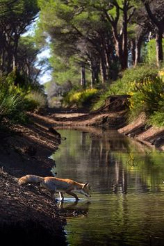 an animal drinking water from a river next to trees and dirt path in the woods