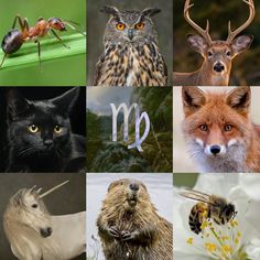 many different types of animals and their names