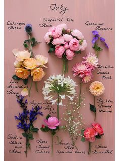 flowers are arranged on a pink background with the names of each flower and their meanings