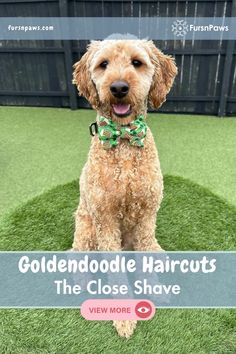 a brown dog wearing a green bow tie sitting on top of a lush green field