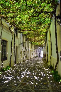 an alley lined with trees and white buildings under green leaves on the canopy over them