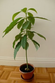 a plant in a pot on the floor