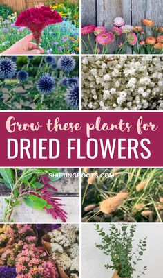 different types of flowers with text overlay that says grow these plants for dried flowers