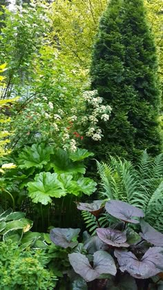 an assortment of plants and trees in a garden