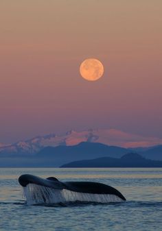 the tail of a humpback whale in front of a full moon