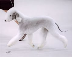 a small white poodle walking on top of a snow covered ground next to a person