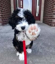 a small black and white dog standing on its hind legs with it's paw in the air