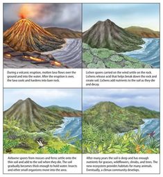 four different views of volcanos in the ocean and on land, with plants growing out of them