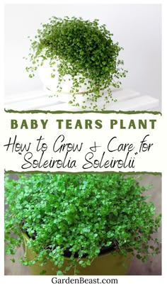 baby tears plant and how to grow it for selvesia seleriuu