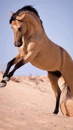 a horse that is standing on its hind legs in the sand with it's front leg up