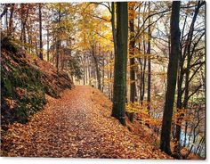 a path in the woods with fallen leaves on it and trees lining the trail along side