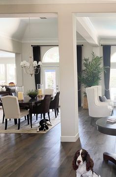 a dog is sitting on the floor in front of a living room with white furniture