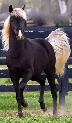 a black horse with blonde hair running in the grass